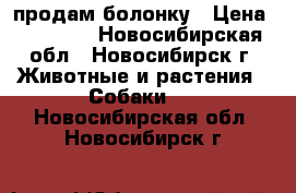 продам болонку › Цена ­ 10 000 - Новосибирская обл., Новосибирск г. Животные и растения » Собаки   . Новосибирская обл.,Новосибирск г.